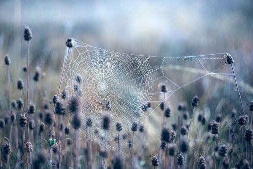 Web