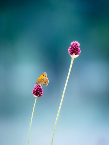 Colores complementarios