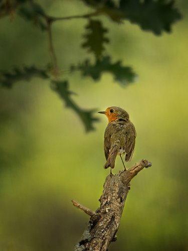 El petirrojo en el robledal