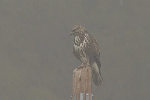 Busardo ratonero en la niebla