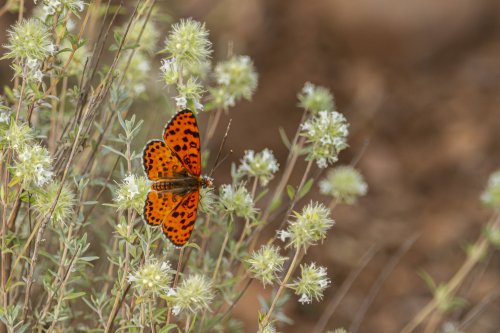 Camuflaje? eso que es?