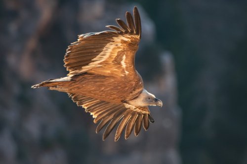 Buitre leonado escrutando
