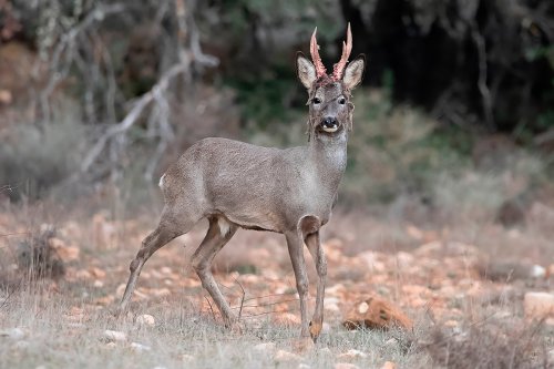 La descorrea del corzo