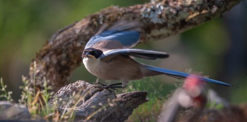 Me la aspiro vampiro