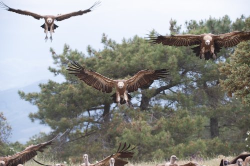 Escuadrilla aterrizando