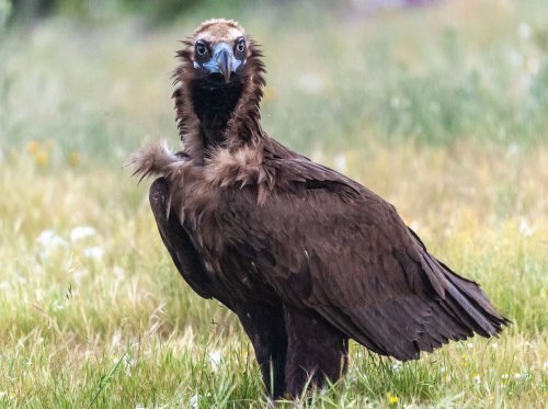 Mirada intimidatoria