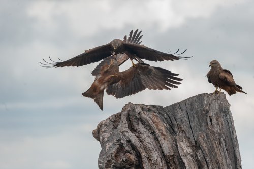 Pelea con espectador