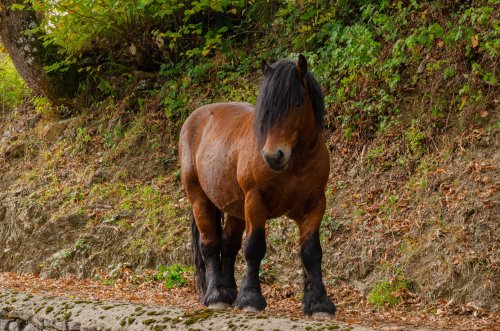 Un modelo fotogénico