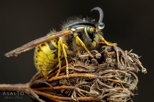 Véspula