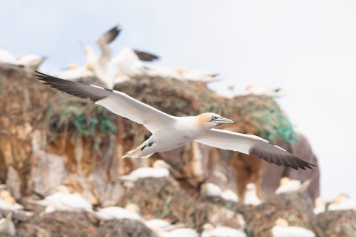 Colonia de alcatraz atlántico