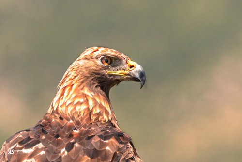 La reina de los cielos