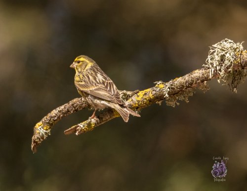 Verdecillo tomando el sol