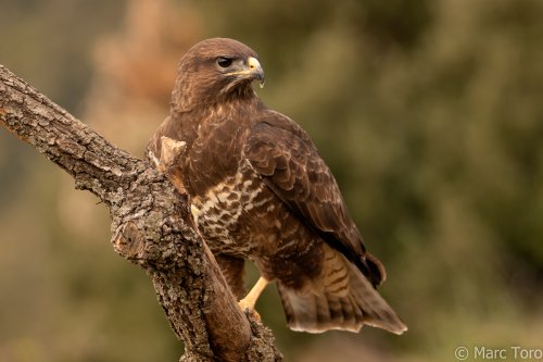 Buteo Buteo