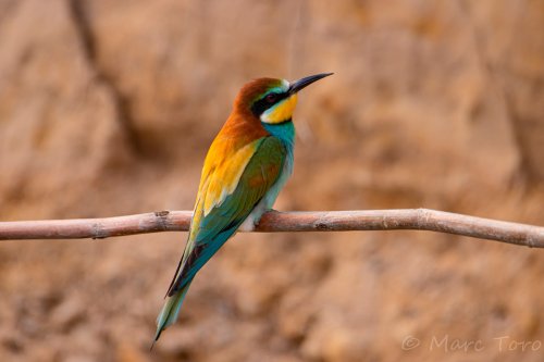 Merops apiaster