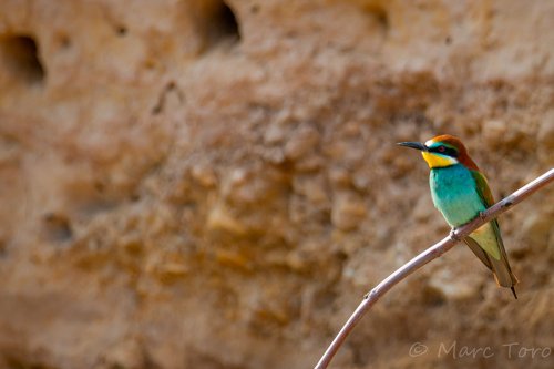 Merops apiaster