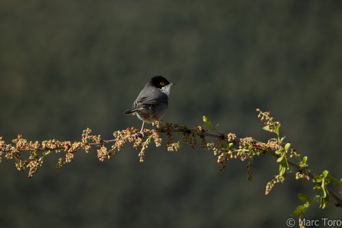 Sylvia melanocephala