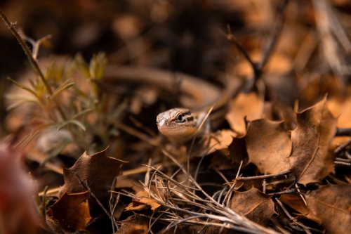 El Pequeño Amigable