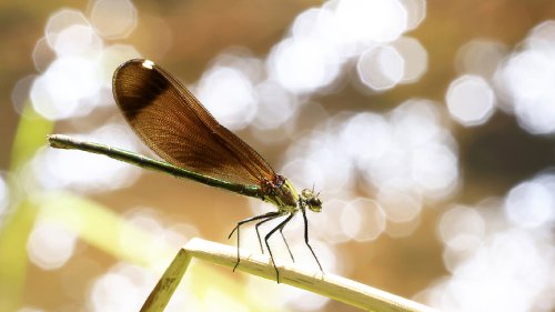 Caballito del Diablo