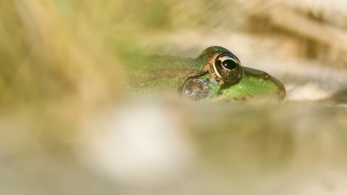 Anfibios en el Parque Natural Sierra de Baza