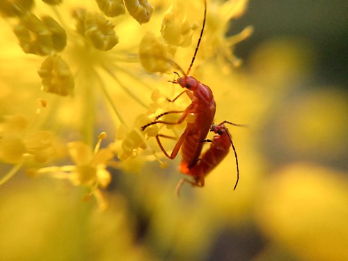 La primavera a los insectos altera