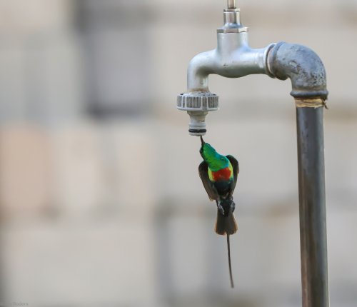 Suimanga colilargo (Cinnyris pulchellus) bebiendo en suspensión. Gambia 