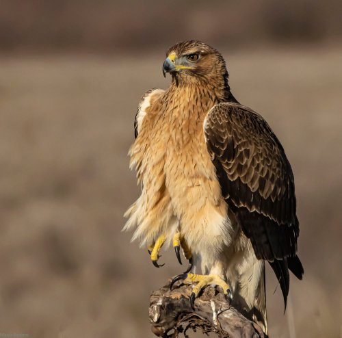 Perdicera joven. El Taray, Toledo