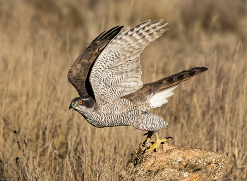 El momento de levantar el vuelo