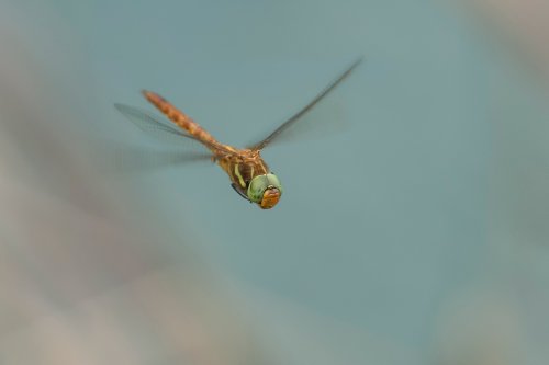 Rubio de ojos verdes (green-eyed hawker)