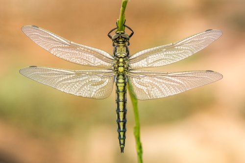 Orthetrum cancellatum