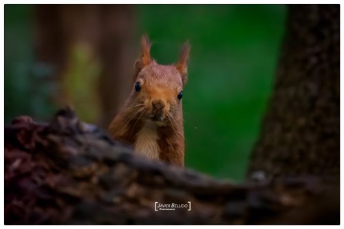 La soledad del bosque