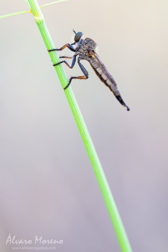 Mosca de la subfamilia Asilinae