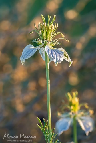 Flor Nigella arvensis