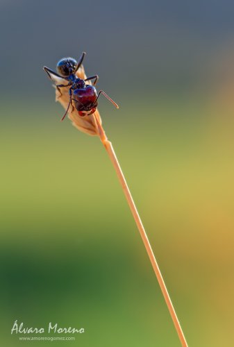 Hormiga en la cima