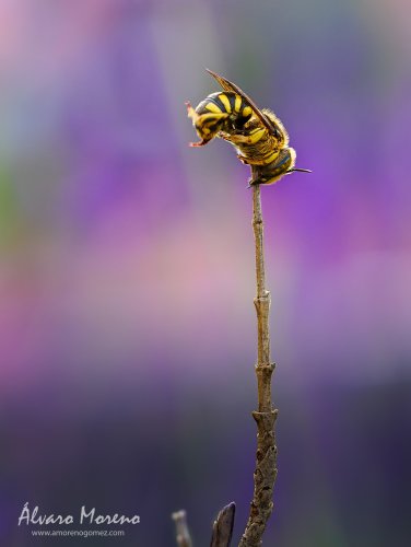 Abjeja posada en una rama seca de lavanda al atardecer.