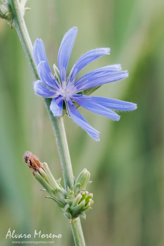 Cichorium intybus