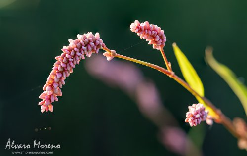 Persicaria