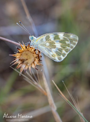 Mariposa Pontia
