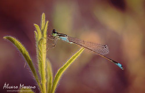 Caballito del diablo Cola azul ibérico.