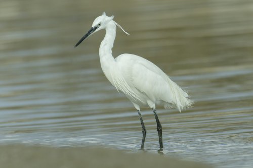 Garceta común / Little Egret (Egretta garzetta)