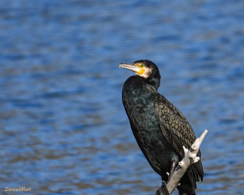 Cormoran