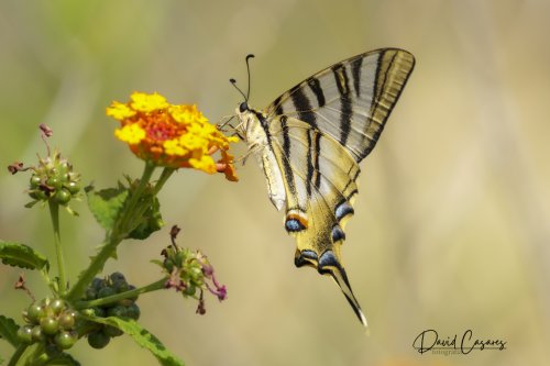 Iphiclides feisthamelii (Papilionidae)