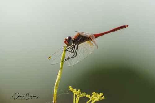 Sympetrum striolatum (Odonata)