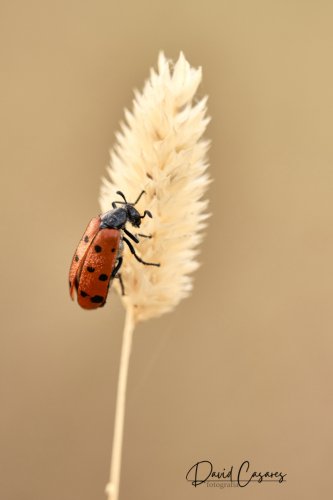 Trichodes (Coleoptera)