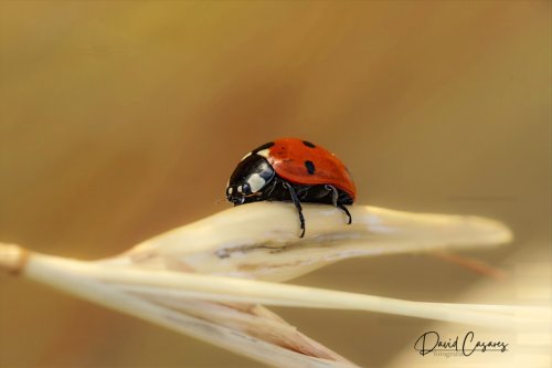 Coccinella septempunctata (Coleoptera)