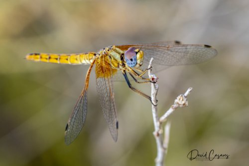 Sympetrum fonscolombii (Odonata)