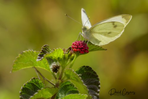 Pieris rapae (Pieridae)