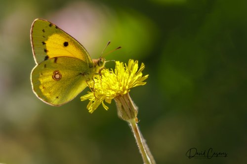 Colias croceus (Pieridae)