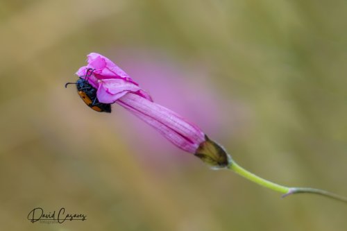Trichodes apiarius (Cleridae)