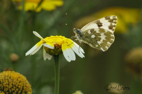 Pontia daplidice (Pieridae)