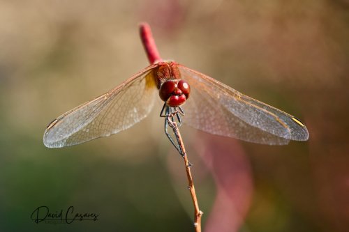 Sympetrum striolatum (Odonata)